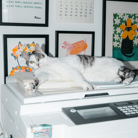 Complimpentary cat hair straight from the source